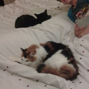 12239456_10153105383806123_4074499908760813169_o